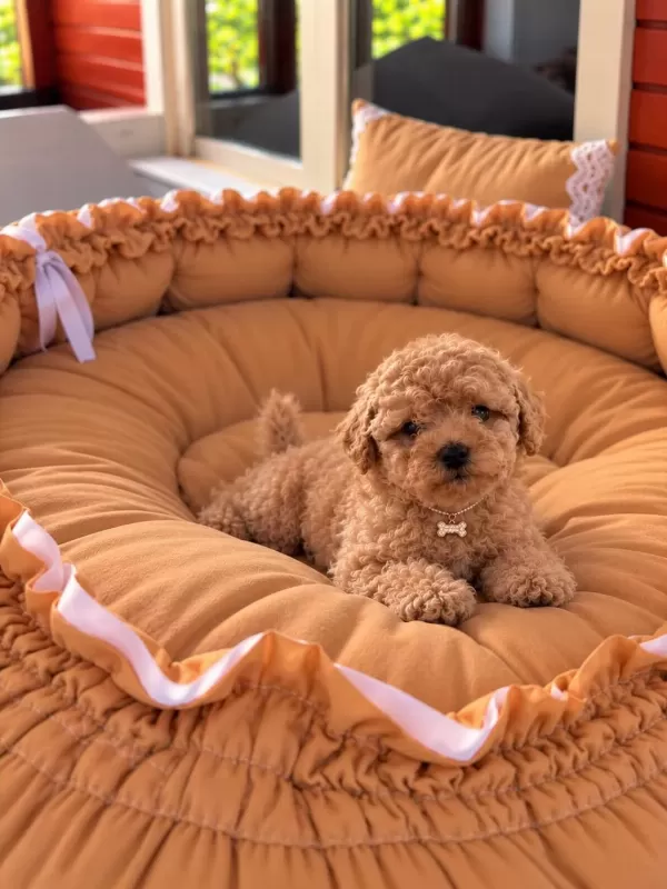 Toypoodle Yavrularımız