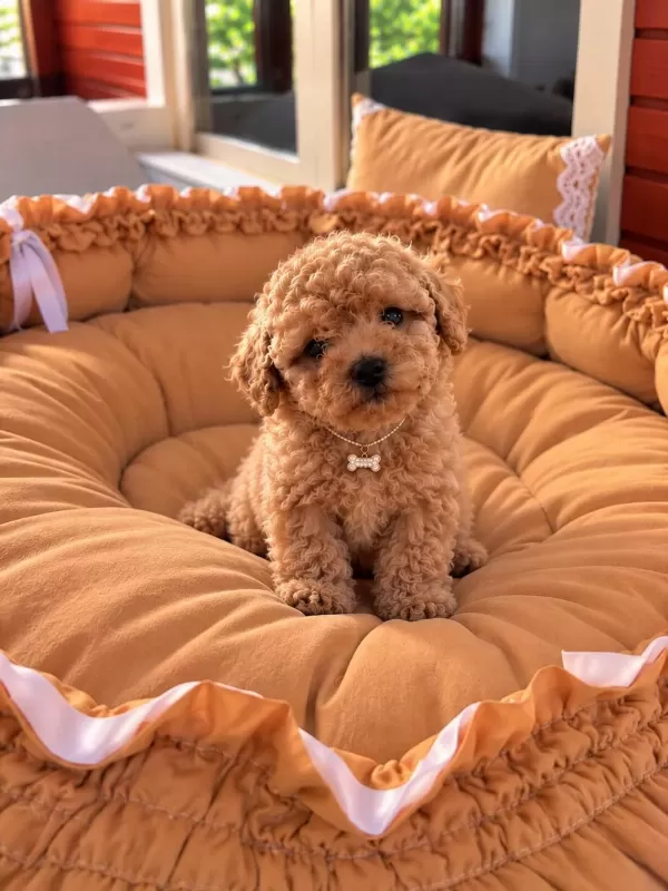 Toypoodle Yavrularımız
