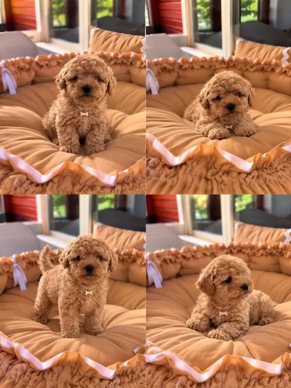 Toypoodle Yavrularımız