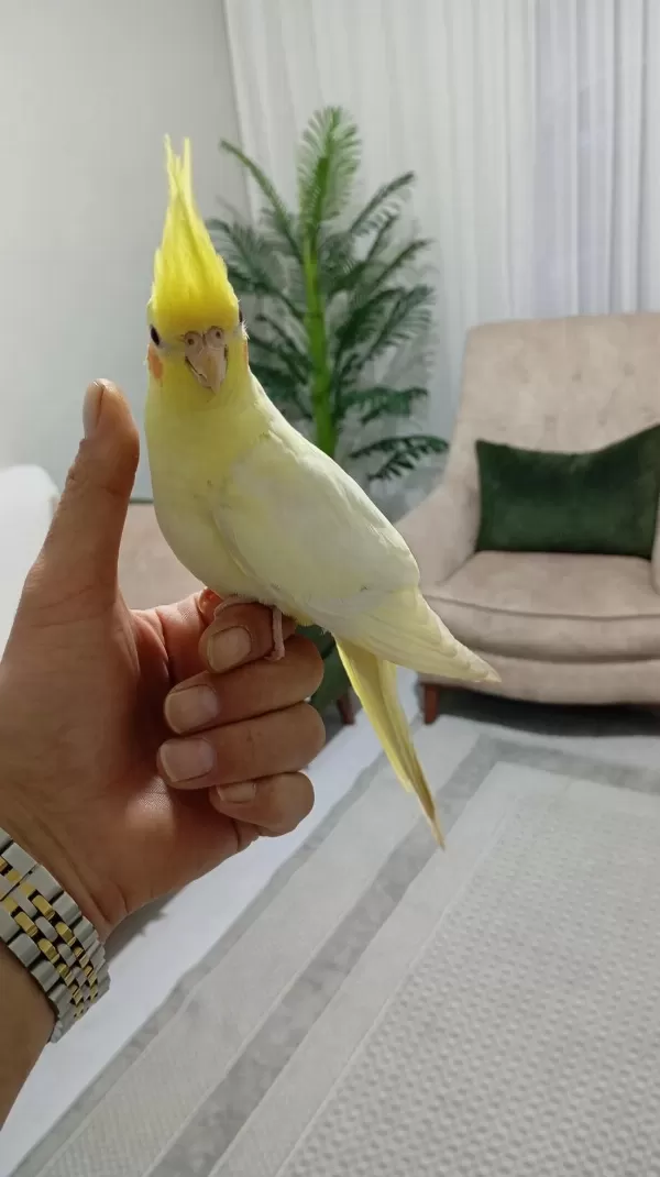 Uyguna Ele Alışkın Sultan Papağanı Yavrular