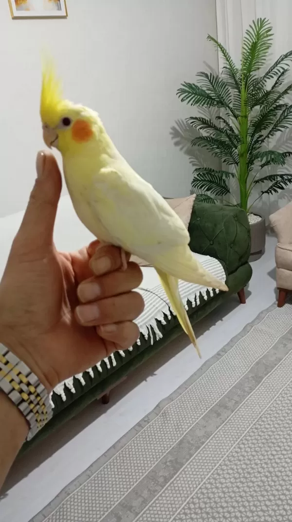Uyguna Ele Alışkın Sultan Papağanı Yavrular