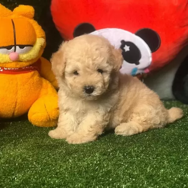 Dünya Tatlisi Maltipoo Yavrulari