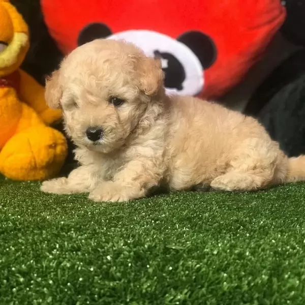 Dünya Tatlisi Maltipoo Yavrulari
