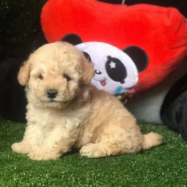Dünya Tatlisi Maltipoo Yavrulari