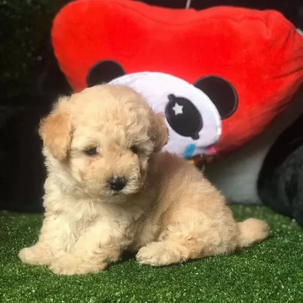 Dünya Tatlisi Maltipoo Yavrulari