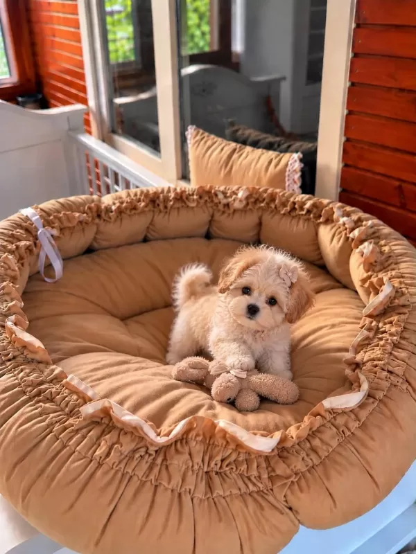 Üst Kalite Maltipoo Bebeklerimiz
