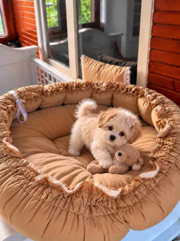Üst Kalite Maltipoo Bebeklerimiz