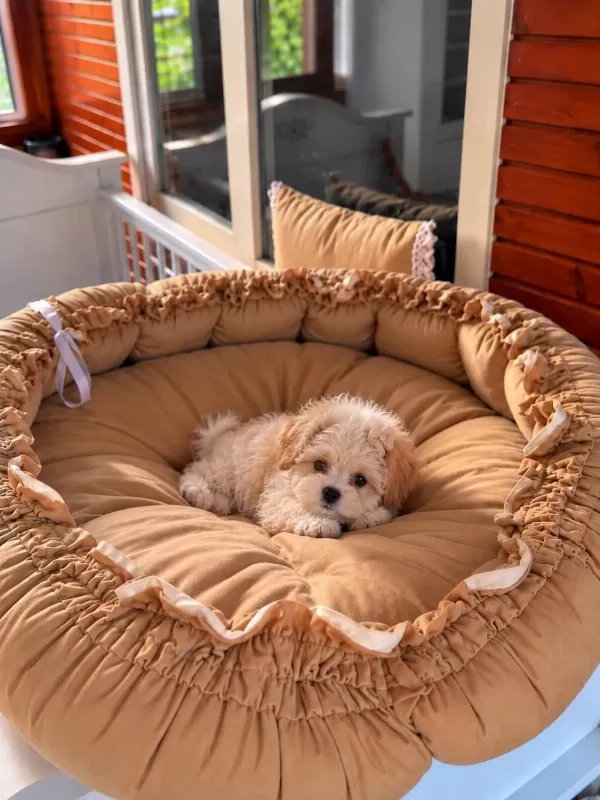 Üst Kalite Maltipoo Bebeklerimiz