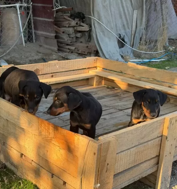 Doberman Yavrularimiz