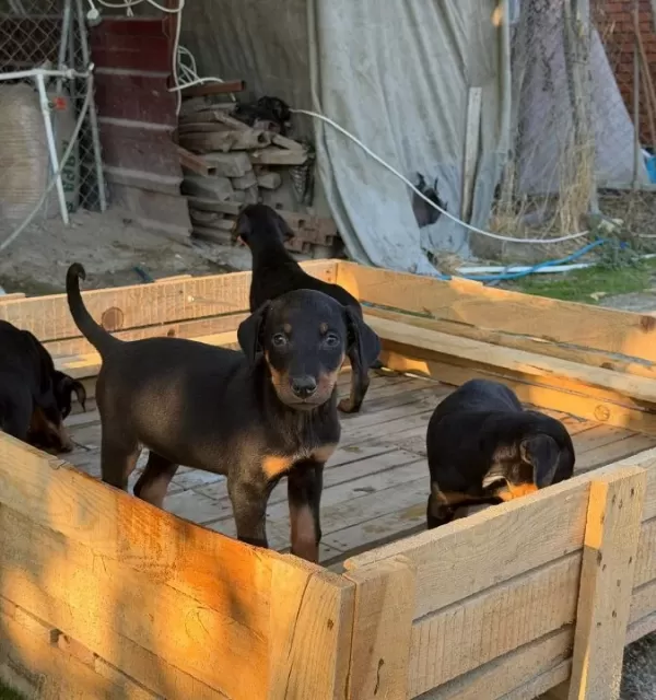 Doberman Yavrularimiz