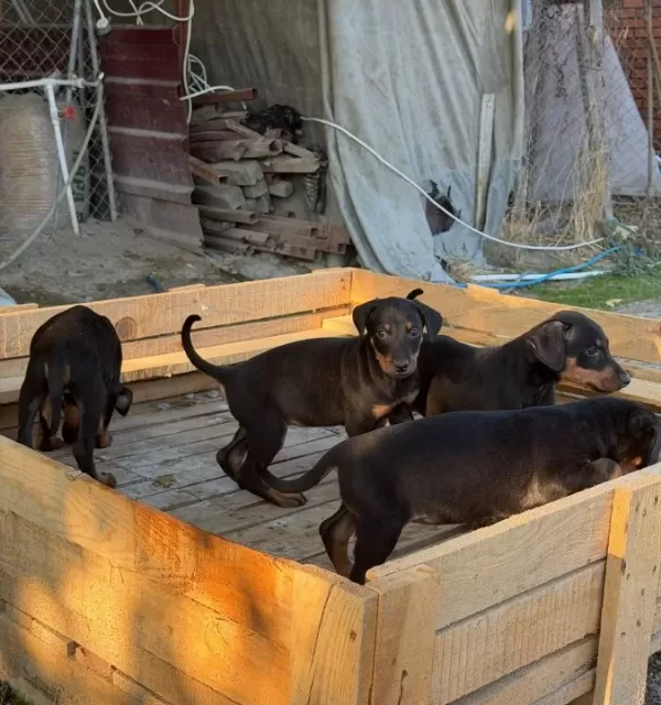 Doberman Yavrularimiz