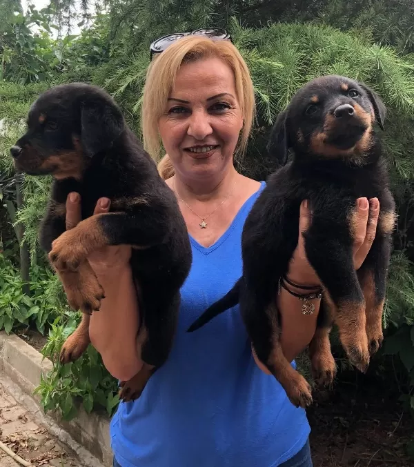 Muhteşem Koca Kafa Rottweiler Yavrularımız