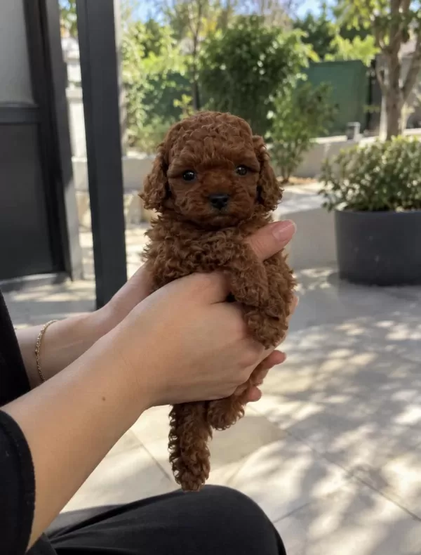 Poodle’da Doğru Adres, Güvenli Seçim