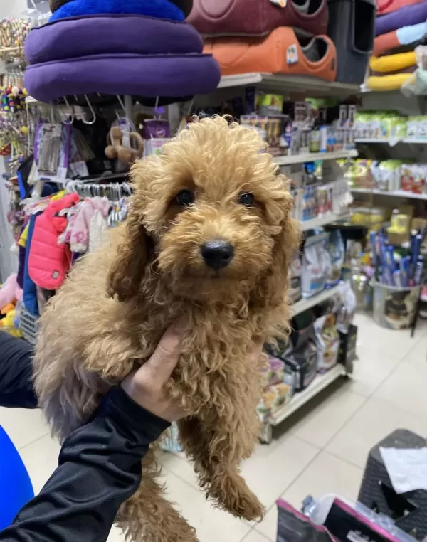 Uyguna 3 Aylik Erkek Toy Poodle