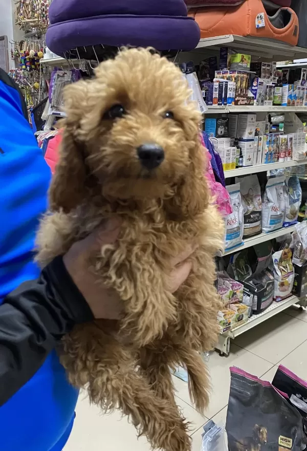 Uyguna 3 Aylik Erkek Toy Poodle
