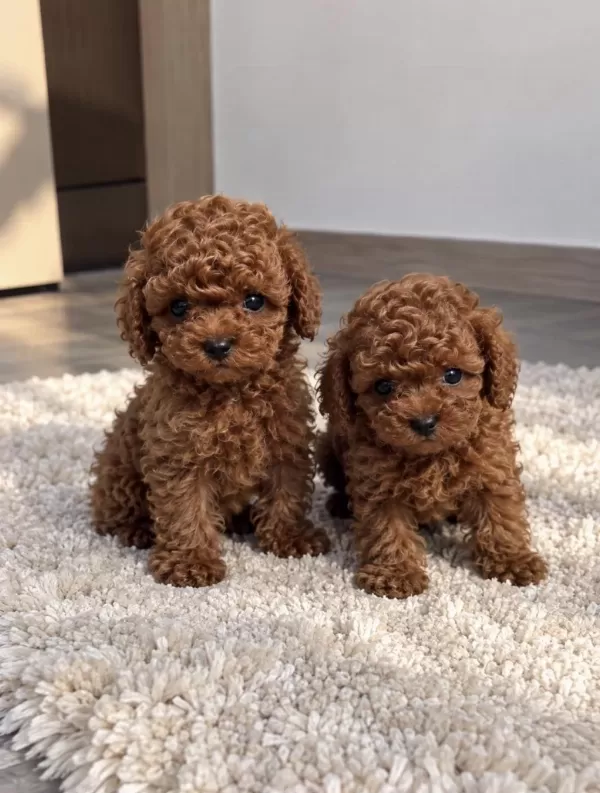 Premium Kalitede Özel Poodle Yavrulari