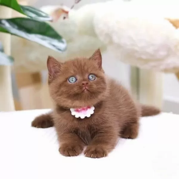 Zarafet Timsali Chocolate British Shorthair