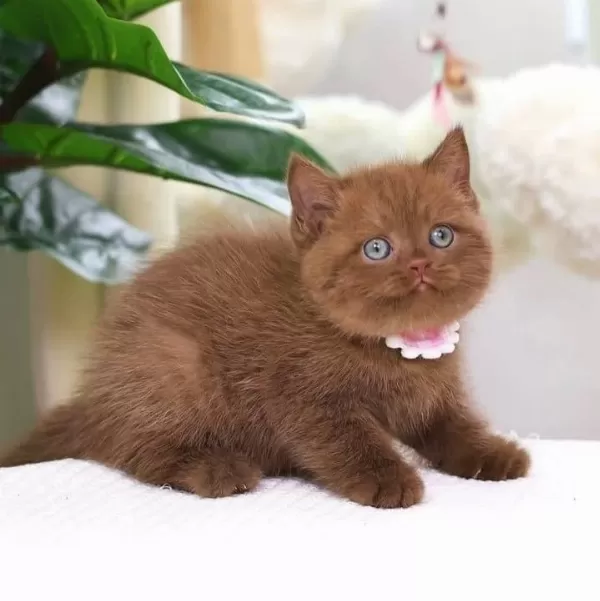 Zarafet Timsali Chocolate British Shorthair