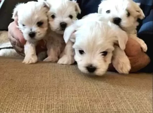 A Kalite Maltese Bebeklerimiz
