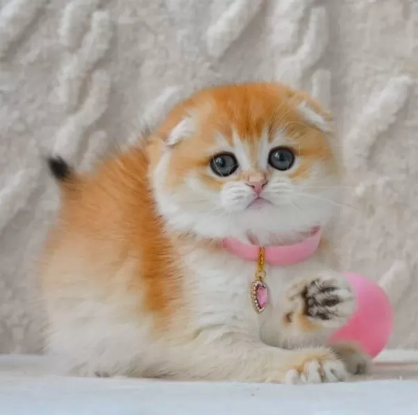 Şampiyon Soyundan Ny12 Scottish Fold Shorthair