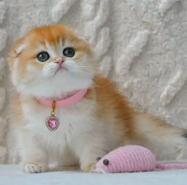 Şampiyon Soyundan Ny12 Scottish Fold Shorthair
