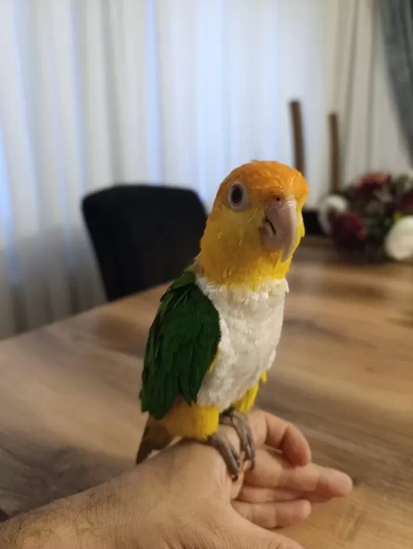 Ele Kola Alışık Kayık Papağanı
