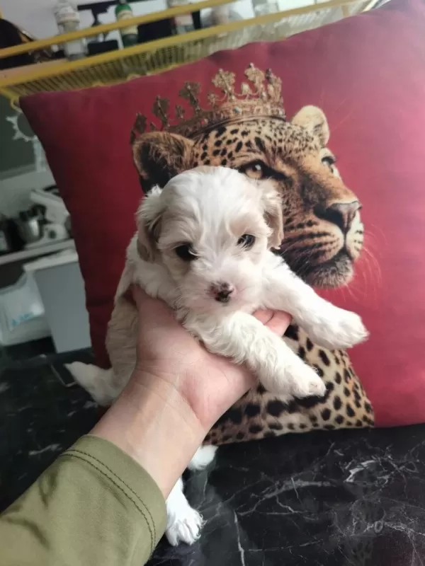 Show Kalite Wc Eğitimli Kore Maltipoo Yavrularımız