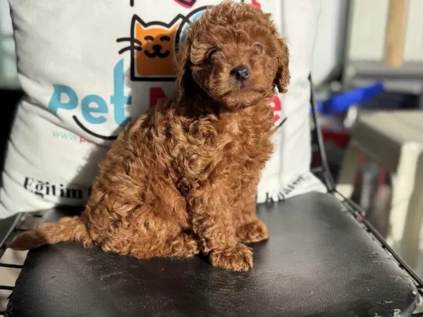 Ankaranın En Özel Toy Poodle Yavruları