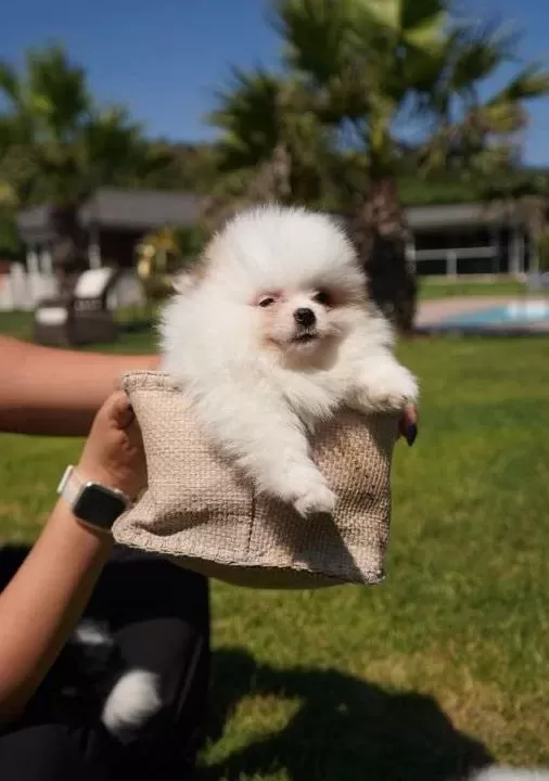 Pomeranian Boo Yavruları