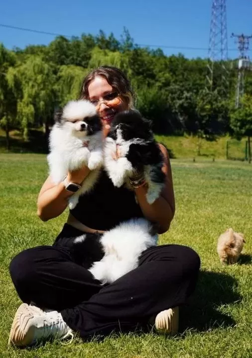 Pomeranian Boo Yavruları