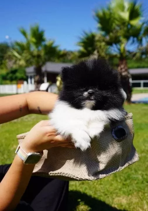 Pomeranian Boo Yavruları