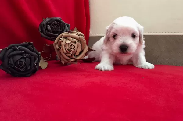 Pamuk Şeker Maltese Terrier Yavrularımız