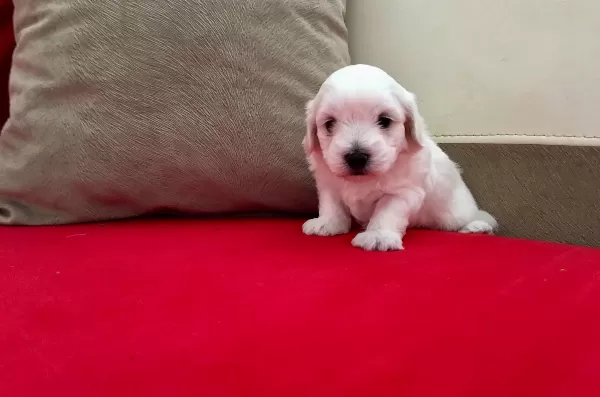 Pamuk Şeker Maltese Terrier Yavrularımız