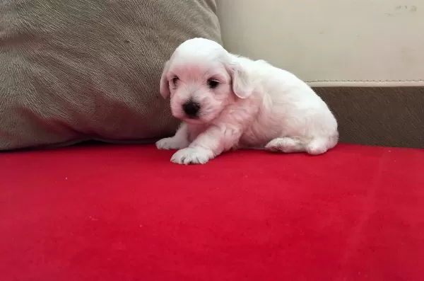 Pamuk Şeker Maltese Terrier Yavrularımız