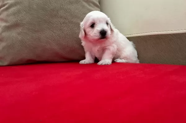 Pamuk Şeker Maltese Terrier Yavrularımız