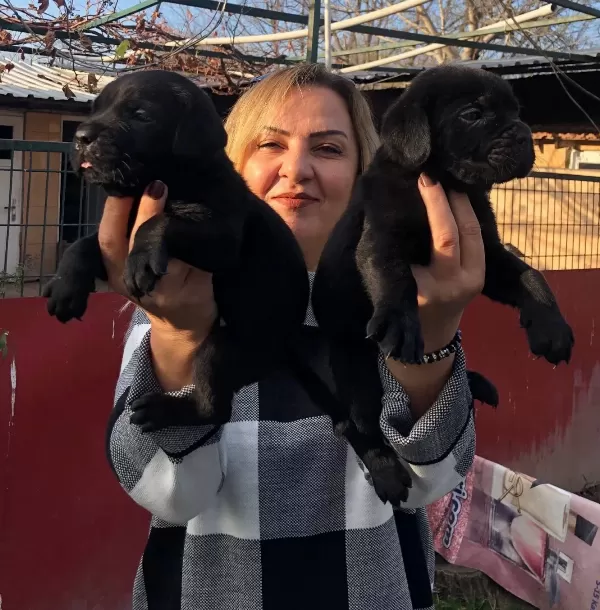 Irk Garantili Mükemmel Cane Corso Yavrularımız