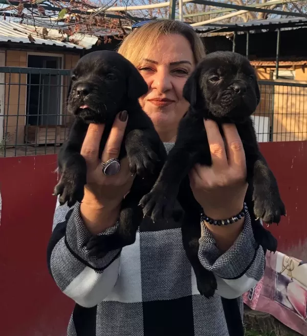 Irk Garantili Mükemmel Cane Corso Yavrularımız