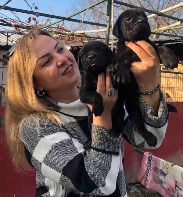 Irk Garantili Mükemmel Cane Corso Yavrularımız