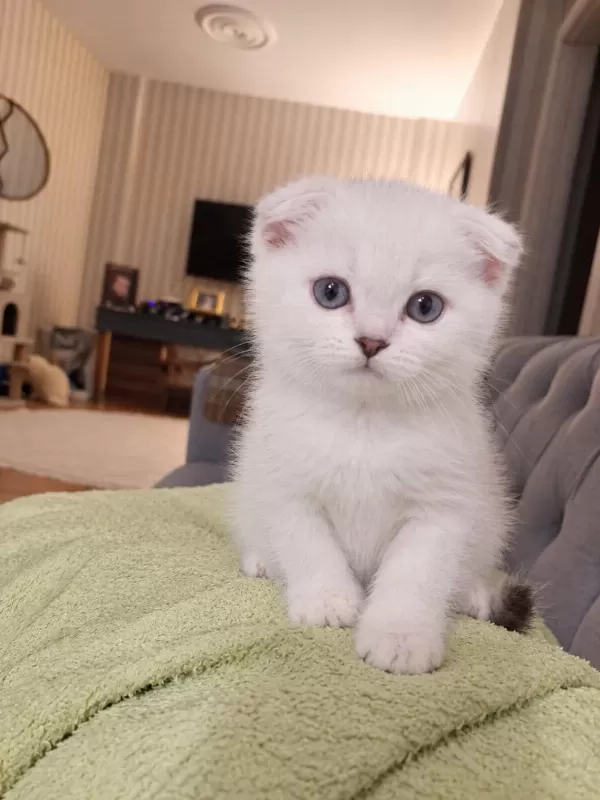 Masmavi Gözlere Sahip Scottish Fold Yavrularim