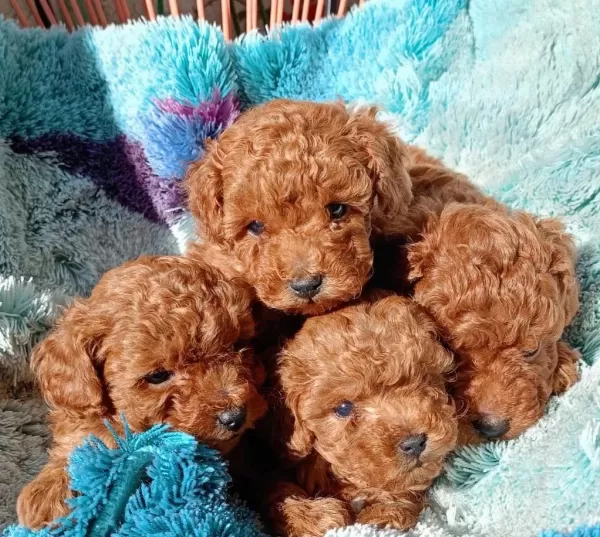 Sağlıklı Saf Kan Toy Poodle
