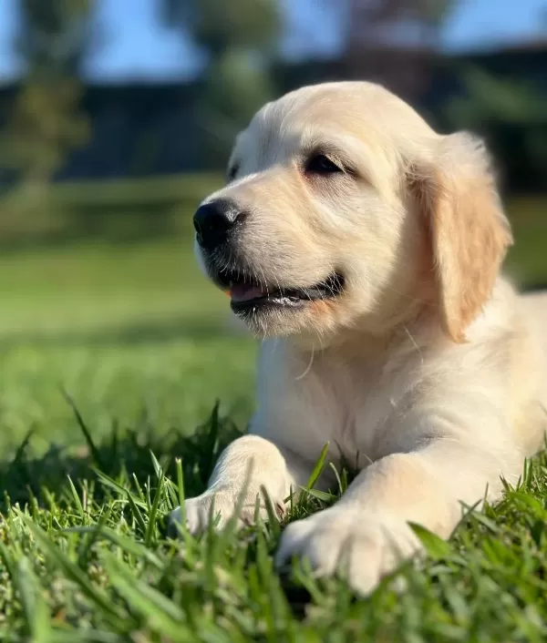 Mutlu Sağlikli Golden Yavrulari̇
