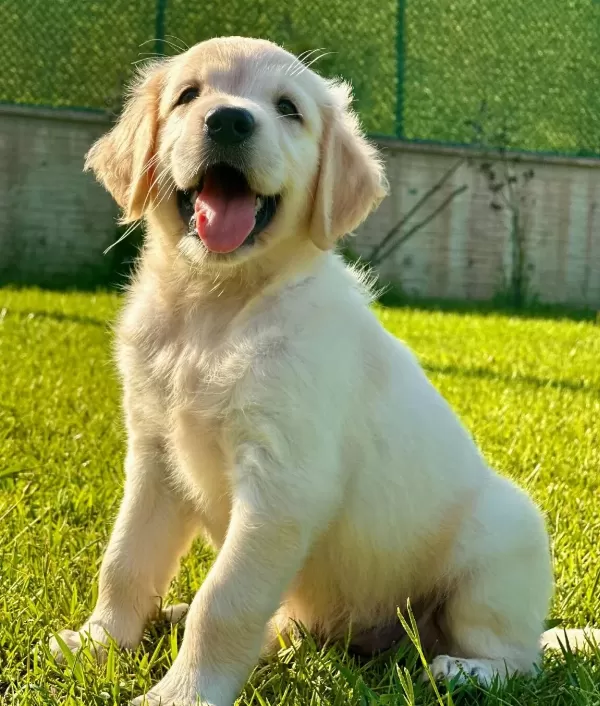 Mutlu Sağlikli Golden Yavrulari̇