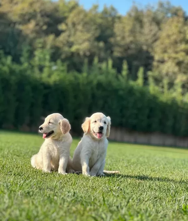 Mutlu Sağlikli Golden Yavrulari̇