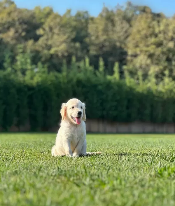 Mutlu Sağlikli Golden Yavrulari̇
