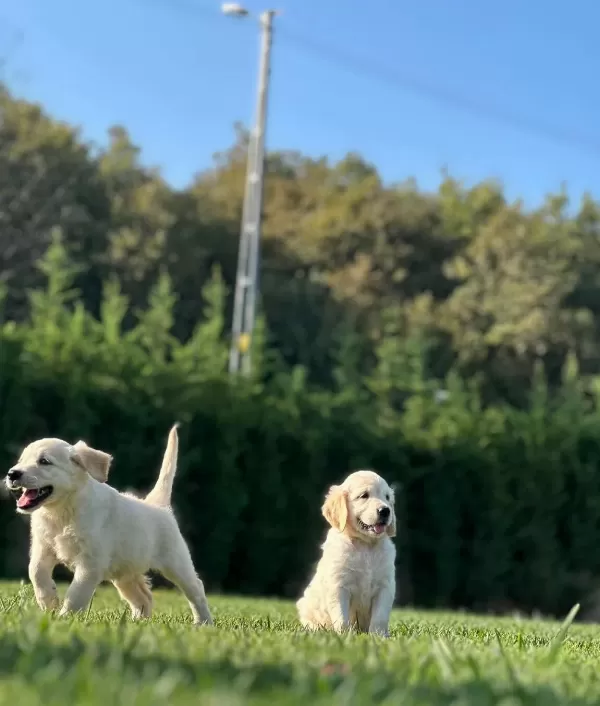 Mutlu Sağlikli Golden Yavrulari̇