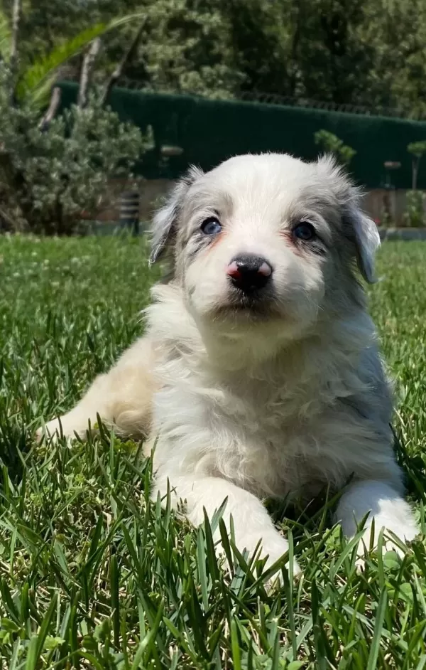 Blue Marley Border Colli̇e Yavrulari İstanbul