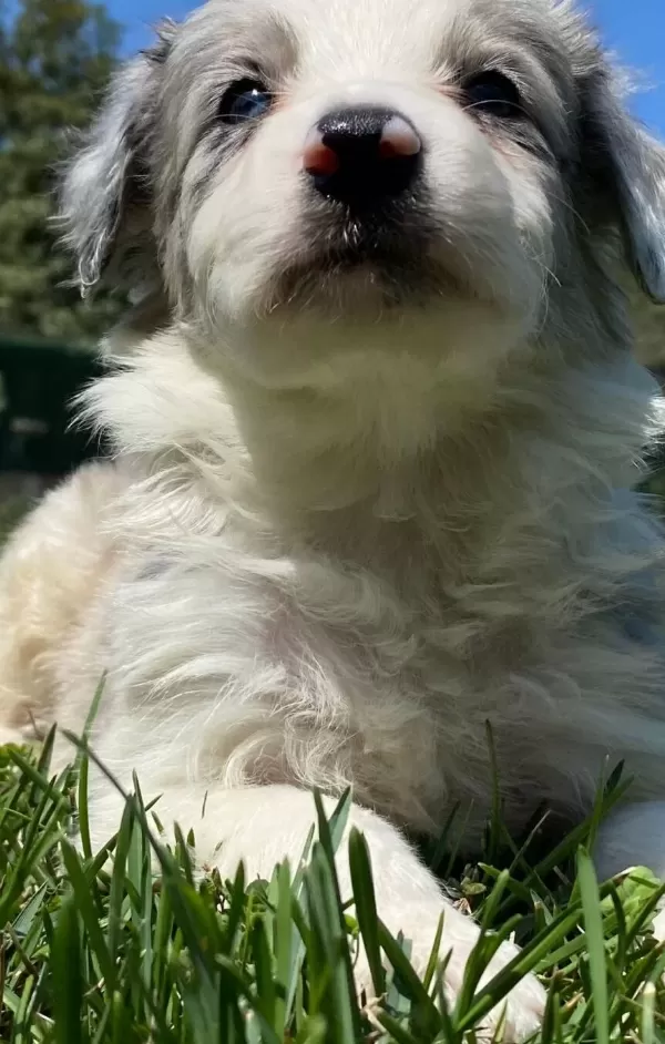 Blue Marley Border Colli̇e Yavrulari İstanbul