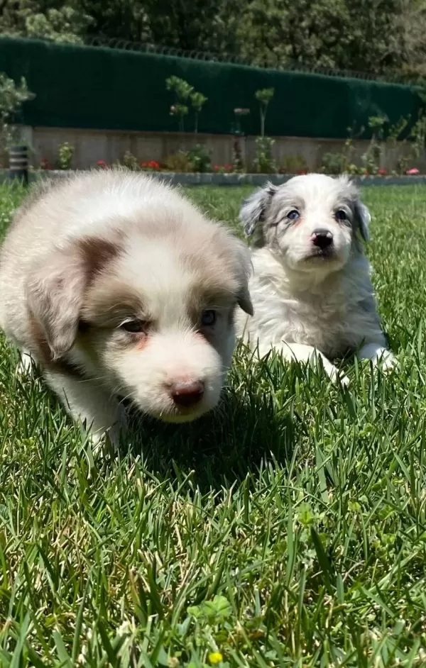 Blue Marley Border Colli̇e Yavrulari İstanbul