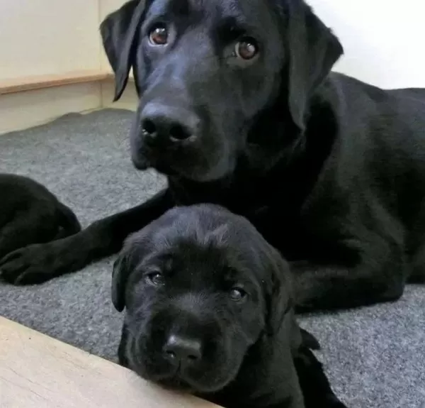 En Özel Labrador Retri̇ever Yavrulari İstanbul