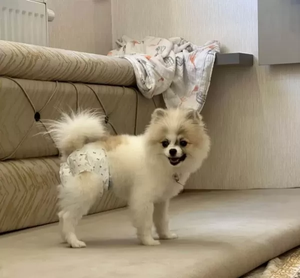 Pomeranian Boo Dişi Köpeğimiz